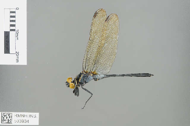 Image of Orthetrum luzonicum (Brauer 1868)