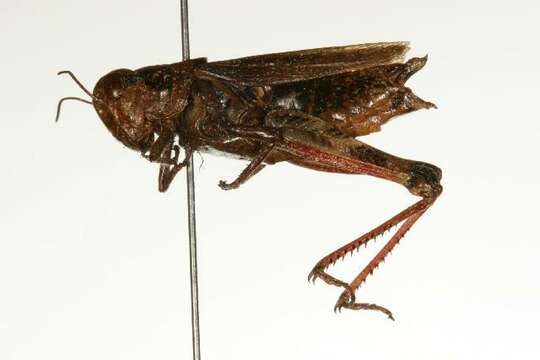 Image of Northern grasshopper