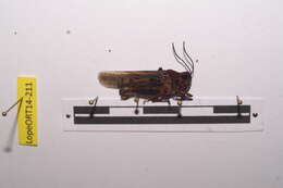 Image of Heteropternis