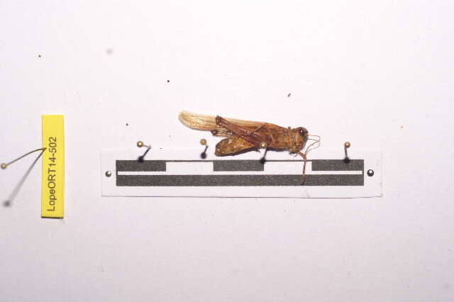 Image of Heteropternis