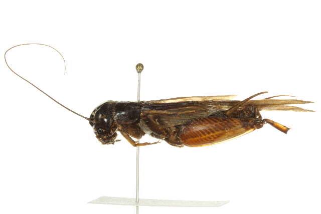 Image of Southeastern Field Cricket