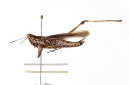 Image of Admirable Grasshopper