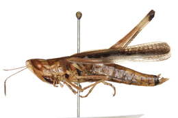 Image of Admirable Grasshopper