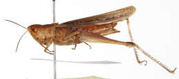 Orphulella pelidna (Burmeister & H. 1838) resmi