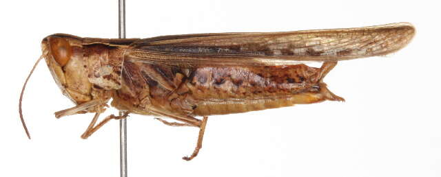 Orphulella pelidna (Burmeister & H. 1838) resmi