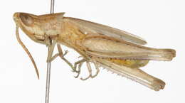 Image of Obscure Grasshopper