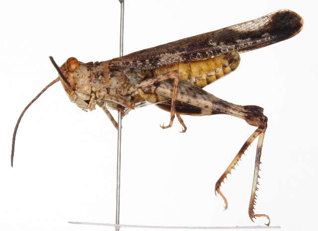 Image of Longhorn Band-wing Grasshopper