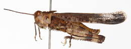 Image of Longhorn Band-wing Grasshopper