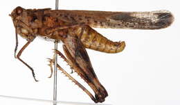 Image of Longhorn Band-wing Grasshopper