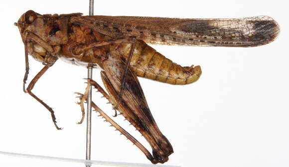 Image of Longhorn Band-wing Grasshopper