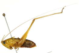 Image of Agile Meadow Katydid