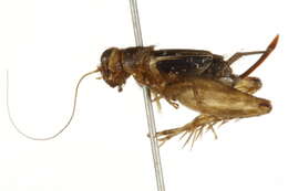 Image of Cuban Ground Cricket