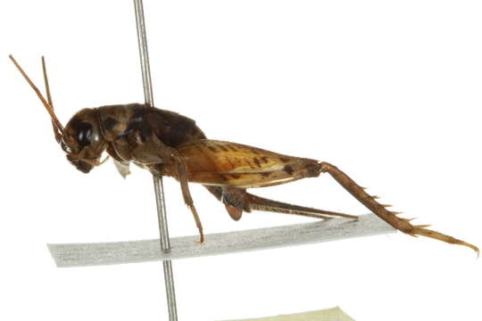 Image of Tropical house cricket