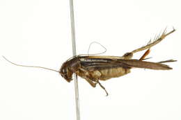 Image of Cuban Ground Cricket