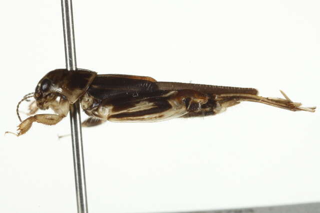 Image of Neotridactylus apicaulis