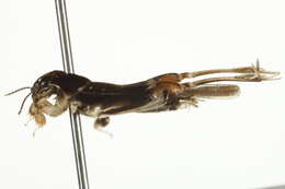 Image of Neotridactylus apicaulis