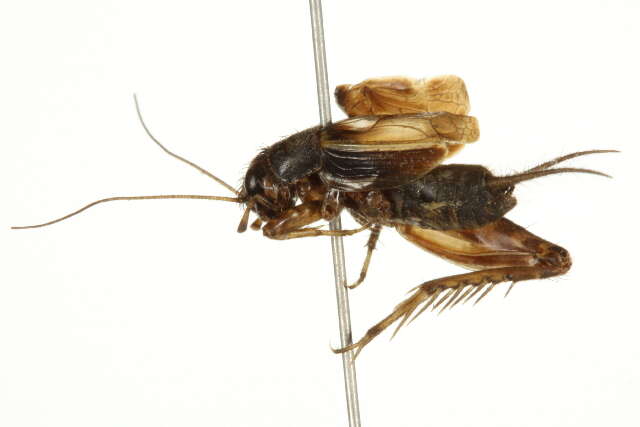 Image of Mormon Ground Cricket