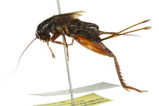 Image of Southeastern Field Cricket