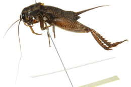 Image of Southeastern Field Cricket