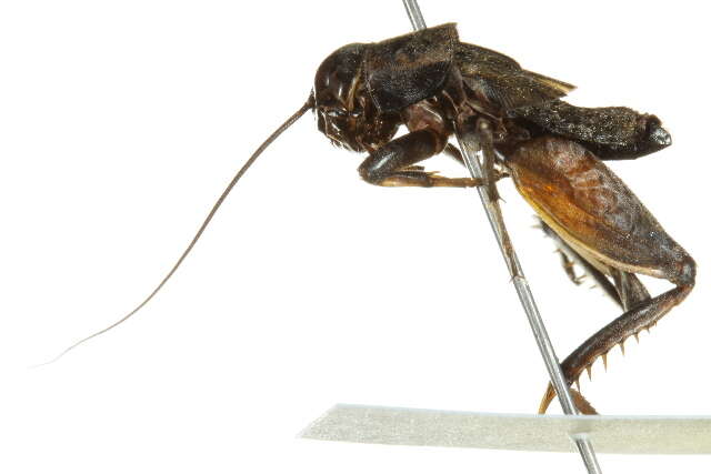 Image of Southeastern Field Cricket