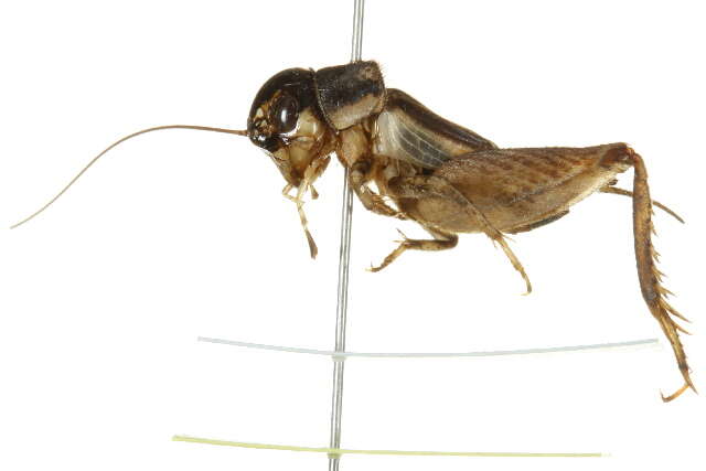 Image of Eastern Striped Cricket