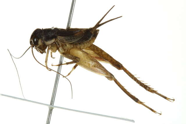 Image of Eastern Striped Cricket