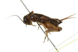 Image of Southeastern Field Cricket