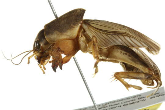 Image of Tawny Mole Cricket