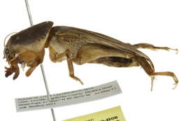 Image of Southern Mole Cricket