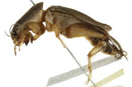 Image of Southern Mole Cricket