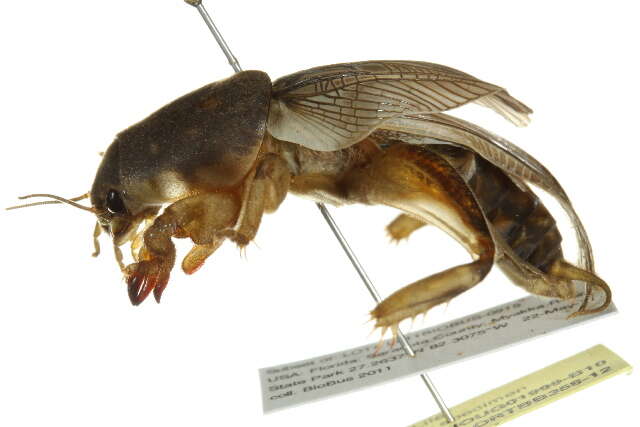 Image of Southern Mole Cricket