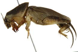 Image of Southern Mole Cricket