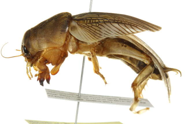 Image of Tawny Mole Cricket