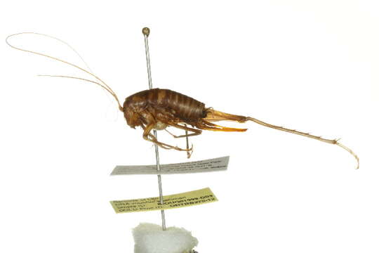 Image of house cricket