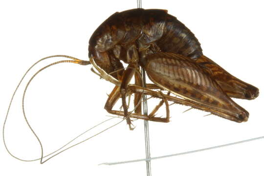 Image of house cricket