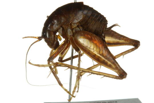 Image of house cricket