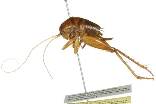 Image of house cricket