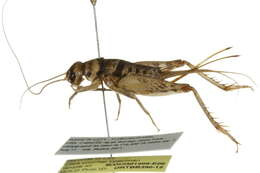 Image of Tropical house cricket