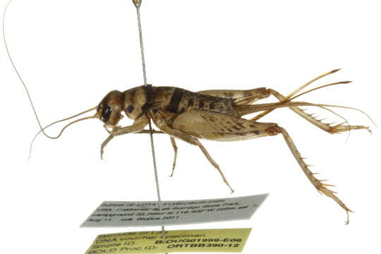 Image of Tropical house cricket