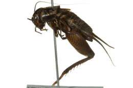 Image of Southeastern Field Cricket