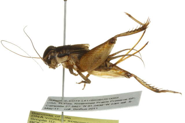 Image of Eastern Striped Cricket