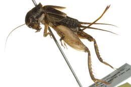 Image of Eastern Striped Cricket