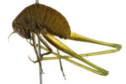 Image of Florida False Katydid