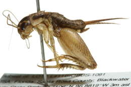 Image of Eastern Striped Cricket