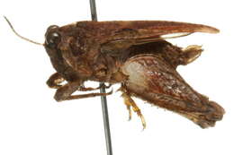 Image of Mexican Pygmy Grasshopper