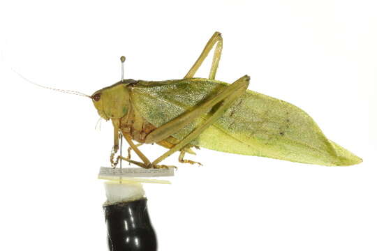 Image of Giant Katydid