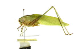 Image of Florida False Katydid