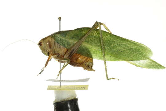 Image of Greater Angle-wing Katydid