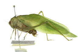 Image of Greater Angle-wing Katydid