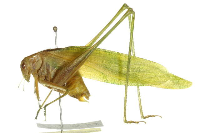 Image of Florida False Katydid